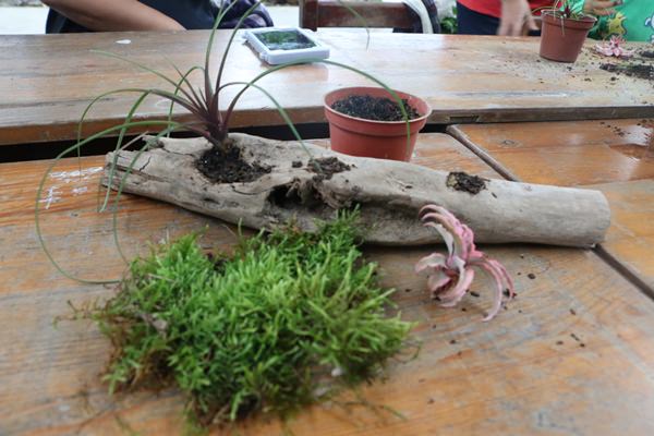 宜蘭景點  蘭城花事休閒農場 在地植物生態導覽與小農農法 漂流木DIY體驗絕佳裝飾品