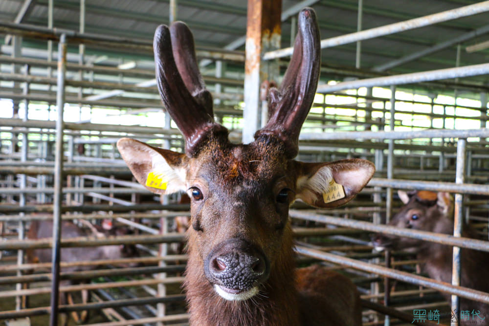 親子南投鹿場小旅行體驗鹿農的日常 原來鹿茸都是…… 這樣來的