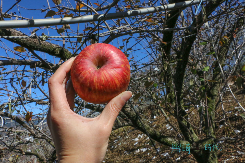 梨山有機蜜蘋果 小農那些蘋果日常 Apple 旗艦店讓我們上山去 - 黑崎時代