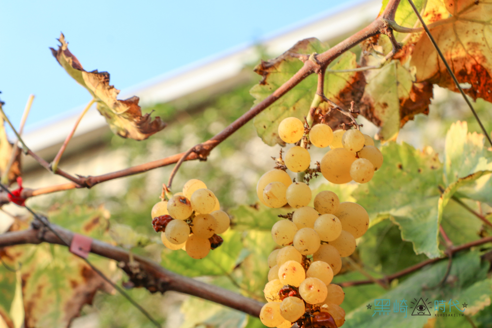 鵬群頂酒莊  近百種葡萄品種，宛如葡萄博物館 彰化二林小旅行 - 黑崎時代