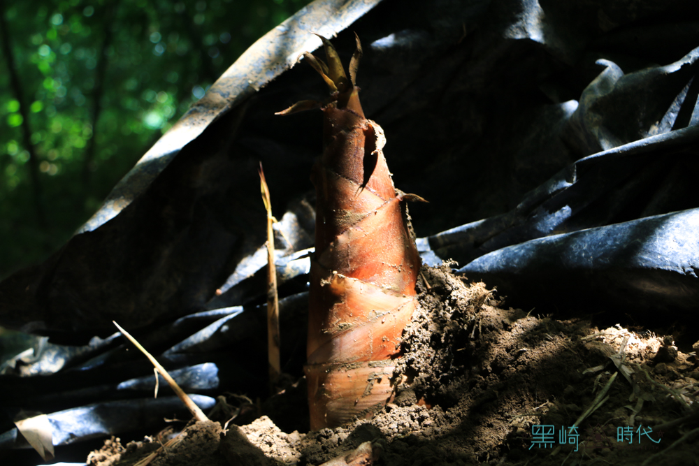 原來這是甜龍筍！跟著花壇竹筍小農宋成到竹林裡探險 - 黑崎時代