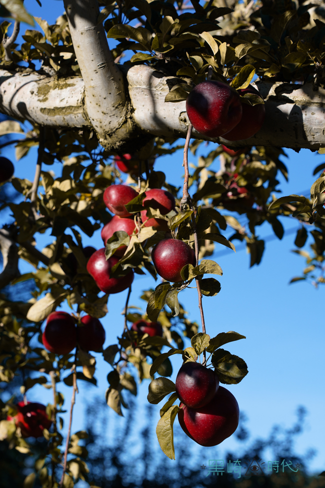 福壽山採蘋果一日遊 季節限定賞楓與絕美景色 - 黑崎時代