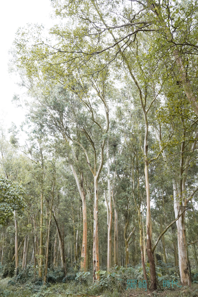 台南仁德景點 虎山林場 森林夢幻步道的私房景點 - 黑崎時代