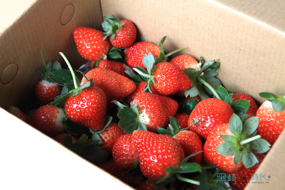 內湖採草莓 大崙頭草莓園 草莓季