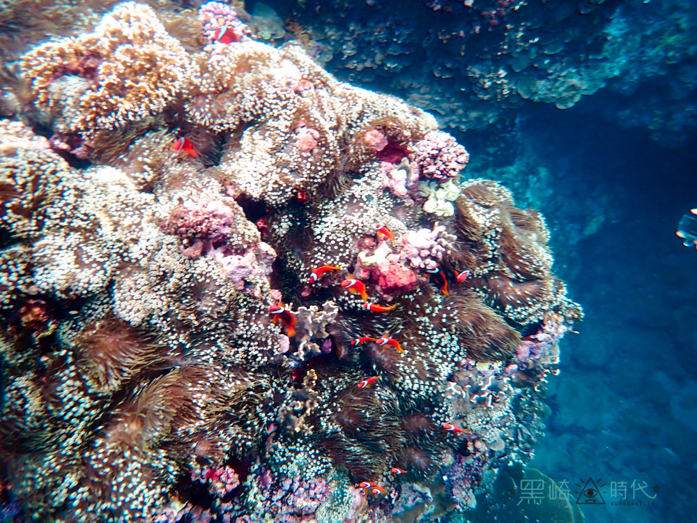 蘭嶼浮潛 小丑魚尼莫和海葵