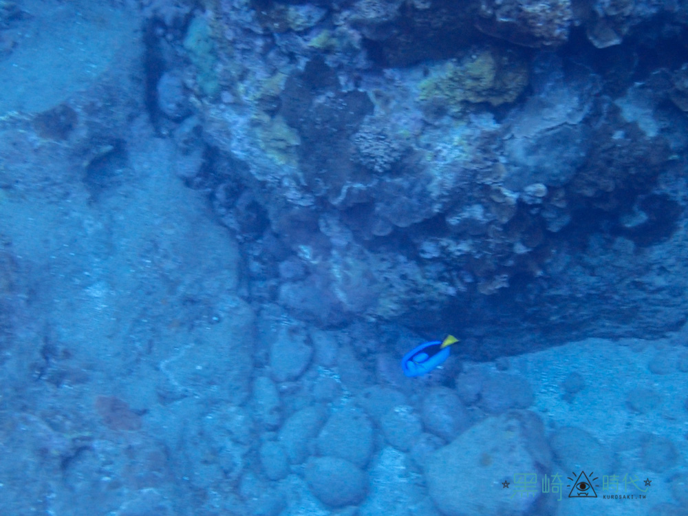 蘭嶼浮潛 多莉 擬刺尾鯛