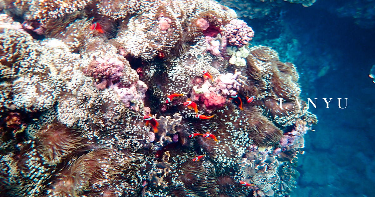 蘭嶼浮潛 珊瑚王國與尼莫多莉等豐富生態 來蘭嶼必去行程
