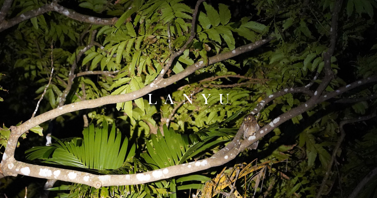 蘭嶼夜間生態導覽蘭嶼角鴞光澤蝸牛 認識特有種生物