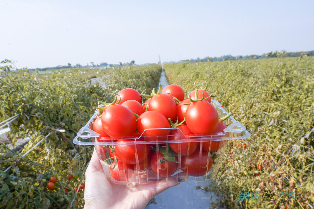 台南鹽水採番茄 必買農產產品 帥哥番茄 聖代番茄 食農教育的親子遊 - 黑崎時代